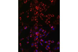 Immunofluorescence analysis of NIH/3T3 cells using HB-EGF Rabbit pAb (ABIN6130449, ABIN6141644, ABIN6141645 and ABIN6218793) at dilution of 1:150 (40x lens). (HBEGF Antikörper  (AA 20-160))