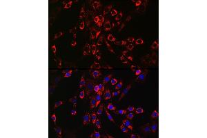 Immunofluorescence analysis of NIH/3T3 cells using HB-EGF Rabbit pAb (ABIN6130449, ABIN6141644, ABIN6141645 and ABIN6218793) at dilution of 1:150 (40x lens). (HBEGF Antikörper  (AA 20-160))