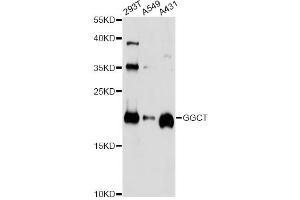 Western blot analysis of extracts of various cell lines, using GGCT antibody (ABIN5972861) at 1/1000 dilution. (GGCT Antikörper)