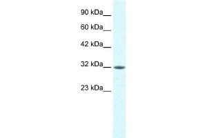 WB Suggested Anti-MORF4L2 Antibody Titration:  0. (MORF4L2 Antikörper  (N-Term))