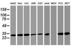 Image no. 3 for anti-Proteasome Subunit alpha 4 (PSMA4) antibody (ABIN1500459) (PSMA4 Antikörper)