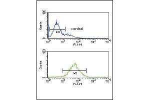 SRD5A3 Antibody (C-term) (ABIN651469 and ABIN2840258) flow cytometric analysis of K562 cells (bottom histogram) compared to a negative control cell (top histogram). (SRD5A3 Antikörper  (C-Term))