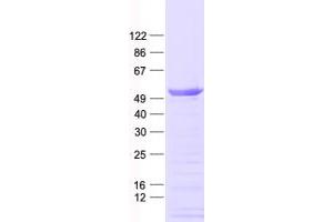 Validation with Western Blot (C12ORF50 Protein (His tag))