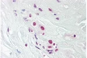 Anti-DPPA4 antibody IHC staining of human placenta. (DPPA4 Antikörper  (AA 1-50))
