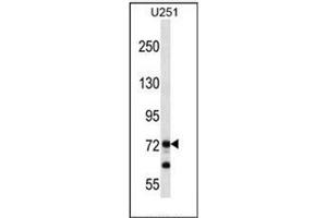Western blot analysis of PEG10 Antibody (N-term) in U251 cell line lysates (35ug/lane).