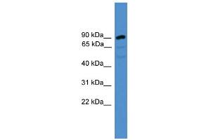 WB Suggested Anti-ARMC8 Antibody Titration: 0. (ARMC8 Antikörper  (N-Term))
