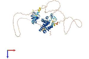 NR1D2 Protein (AA 1-576) (His tag)