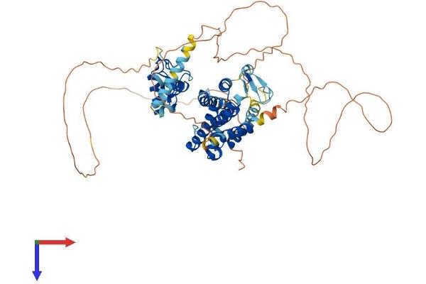 NR1D2 Protein (AA 1-576) (His tag)
