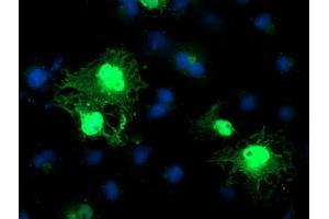 Anti-C1orf50 mouse monoclonal antibody (ABIN2454602) immunofluorescent staining of COS7 cells transiently transfected by pCMV6-ENTRY C1orf50 (RC200134). (C1ORF50 Antikörper)