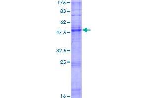 Image no. 1 for Olfactory Receptor, Family 6, Subfamily W, Member 1 Pseudogene (OR6W1P) (AA 1-280) protein (GST tag) (ABIN1313616) (OR6W1P Protein (AA 1-280) (GST tag))