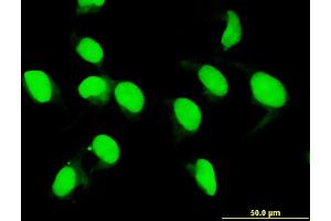 Immunofluorescence (IF) image for anti-Mixed Lineage Kinase Domain-Like (MLKL) (AA 371-471) antibody (ABIN531250)