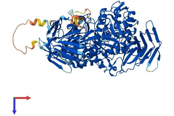 GANC Protein (AA 1-914) (His tag)