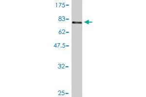 Western Blotting (WB) image for anti-DnaJ (Hsp40) Homolog, Subfamily A, Member 2 (DNAJA2) (AA 1-412) antibody (ABIN564470)