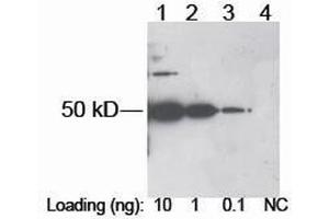 Lane 1-3: DDDDK tag fusion protein in E. (DDDDK Tag Antikörper)