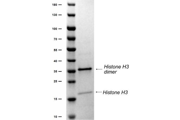 Histone H3.3 Protein (His tag,thrombin cleavage site)