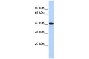 WB Suggested Anti-FOXI1 Antibody Titration:  0. (FOXI1 Antikörper  (N-Term))