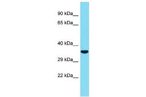 Host: Rabbit Target Name: C1QL2 Sample Type: Fetal Heart lysates Antibody Dilution: 1. (C1QL2 Antikörper  (Middle Region))