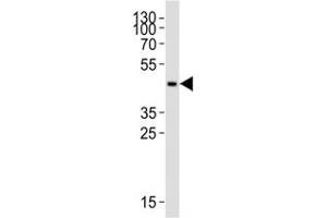 Western blot analysis of lysate from THP-1 cell line using CCR2 antibody at 1:1000.