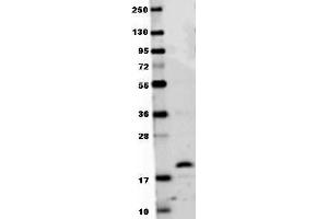 Anti-mouse RANKL antibody in western blot shows detection of recombinant mouse RANKL raised in E. (RANKL Antikörper  (AA 143-316))