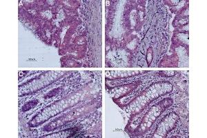 Expression of Bombesin receptor 2 in human colon - Immunohistochemical staining of paraffin-embedded human colon using Anti-Bombesin Receptor 2 (GRPR) (extracellular) Antibody (ABIN7043210 and ABIN7043937), (1:50).