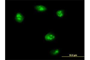 Immunofluorescence of purified MaxPab antibody to TEAD4 on HeLa cell.