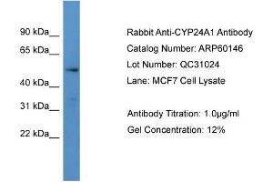 Western Blotting (WB) image for anti-Cytochrome P450, Family 24, Subfamily A, Polypeptide 1 (CYP24A1) (C-Term) antibody (ABIN2788352)