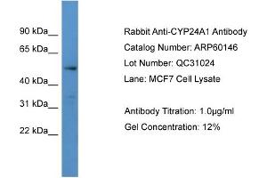 WB Suggested Anti-CYP24A1  Antibody Titration: 0.