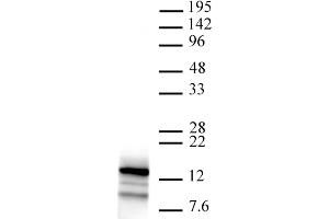 Htz1 pAb tested by Western blot. (Htz1 / Histone H2A.Z Antikörper)