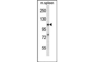 Western blot analysis of RBM12 Antibody  in Mouse spleen tissue lysates (35ug/lane).