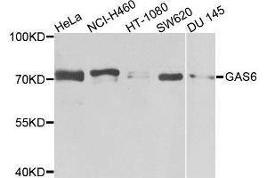 Western blot analysis of extracts of various cells, using GAS6 antibody. (GAS6 Antikörper)