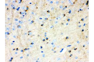 Immunohistochemistry (IHC) image for anti-Amyloid beta (A4) Precursor-Like Protein 1 (APLP1) (AA 82-112), (N-Term) antibody (ABIN3043786)