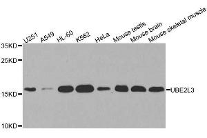 Western blot analysis of extracts of various cell lines, using UBE2L3 antibody. (UBE2L3 Antikörper  (AA 73-212))
