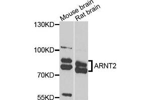 Western blot analysis of extracts of various cells, using ARNT2 antibody.
