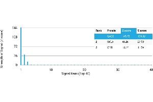 Protein Array (PAr) image for anti-Glutamate Decarboxylase 2 (Pancreatic Islets and Brain, 65kDa) (GAD2) antibody (ABIN7455970) (GAD65 Antikörper)