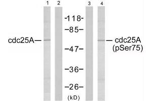 Western blot analysis of extracts from A2780 cells using cdc25A (Ab-75) antibody (E021163, Lane 1 and 2) and cdc25A (phospho-Ser75) antibody (E011138, Lane 3 and 4). (CDC25A Antikörper)