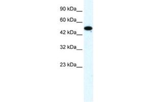Western Blotting (WB) image for anti-Zinc Finger Protein 778 (ZNF778) antibody (ABIN2461329) (ZNF778 Antikörper)