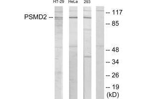 Western blot analysis of extracts from HT-29 cells, HeLa cells and 293 cells, using PSMD2 antibody. (PSMD2 Antikörper  (N-Term))