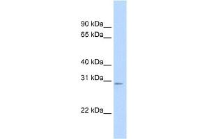 WB Suggested Anti-Tfam Antibody Titration:  0. (TFAM Antikörper  (C-Term))