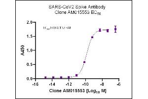 AbFlex SARS-CoV-2 Spike Antibody (rAb) (AM015553) tested by ELISA using SARS Spike protein ECD. (Rekombinanter SARS-CoV-2 Spike Antikörper)