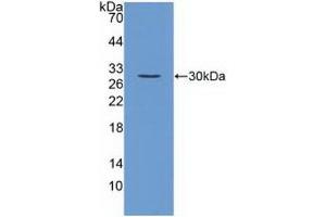 Detection of Recombinant FGF23, Mouse using Polyclonal Antibody to Fibroblast Growth Factor 23 (FGF23) (FGF23 Antikörper  (AA 25-251))