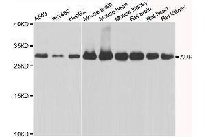 Western blot analysis of extracts of various cell lines, using AUH antibody. (AUH Antikörper  (AA 68-339))