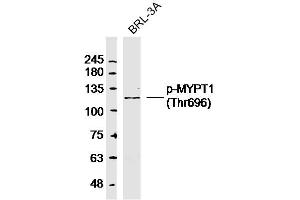 Rat BRL-3A lysates probed with p-MYPT1(Thr696) Polyclonal Antibody, Unconjugated  at 1:300 dilution and 4˚C overnight incubation. (PPP1R12A Antikörper  (pThr696))