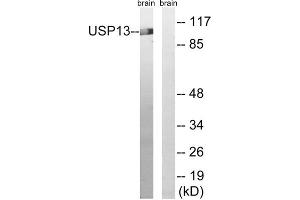 Western blot analysis of extracts from mouse brain cells, using USP13 antibody. (USP13 Antikörper  (C-Term))