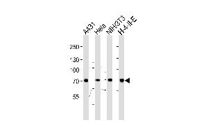 Western blot analysis of lysates from A431,Hela,mouse NIH/3T3, rat H-4-II-E cell line (from left to right),using HS Antibody (N-term) (ABIN650754 and ABIN2839488). (Hsc70 Antikörper  (N-Term))