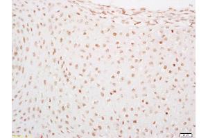 Formalin-fixed and paraffin embedded mouse embryo labeled with Rabbit Anti-LATS2 Polyclonal Antibody, Unconjugated  at 1:200 followed by conjugation to the secondary antibody and DAB staining (LATS1,2 (AA 641-740) Antikörper)