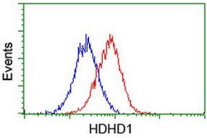 Flow cytometric Analysis of Hela cells, using anti-HDHD1 antibody (ABIN2454326), (Red), compared to a nonspecific negative control antibody, (Blue). (HDHD1 Antikörper)