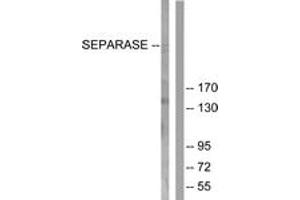 Western blot analysis of extracts from 293 cells, treated with EGF 200ng/ml 30', using SEPARASE (Ab-801) Antibody.