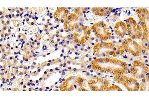 Detection of PTPN13 in Mouse Kidney Tissue using Polyclonal Antibody to Protein Tyrosine Phosphatase, Non Receptor Type 13 (PTPN13) (PTPN13 Antikörper  (AA 1-161))