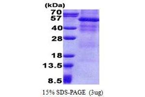 SDS-PAGE (SDS) image for Osteoactivin (GPNMB) (AA 22-474) protein (His tag) (ABIN5853180) (Osteoactivin Protein (GPNMB) (AA 22-474) (His tag))