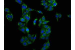 Immunofluorescence (IF) image for anti-Leucine-Rich PPR-Motif Containing (LRPPRC) (AA 901-1036) antibody (ABIN7158045)